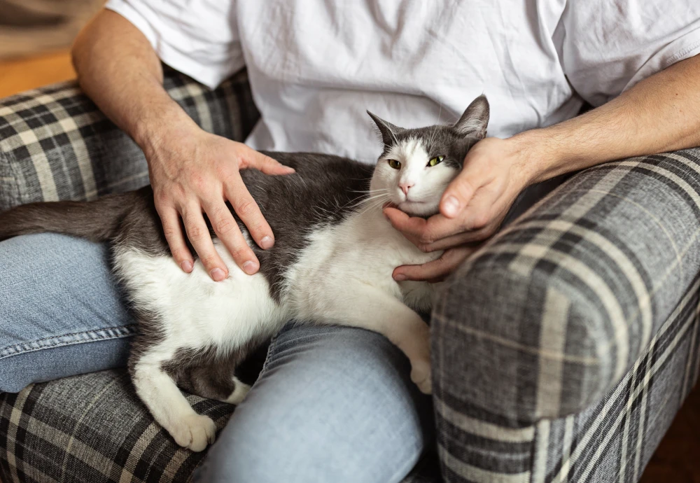 wireless pet camera system